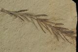Metasequoia (Dawn Redwood) Fossil - Montana #79598-3